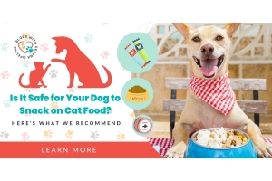 Dog vs Cat Food