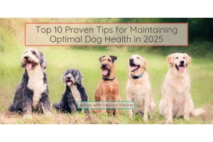 Proven Tips for Dog health