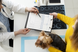 dog consulatation