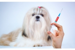 The Importance of Dog Vaccinations