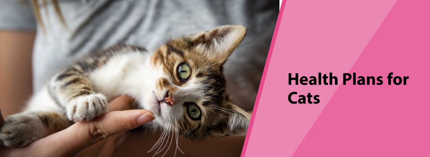 Cat Healthcare Plan Cat Healthcare Plan