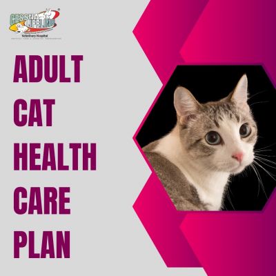 Cat health animal care top
