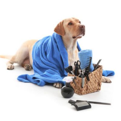 Large breed dog groomers store