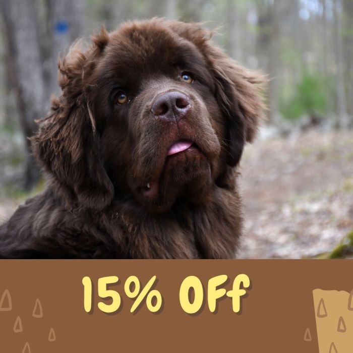 Long 2025 haired newfoundland