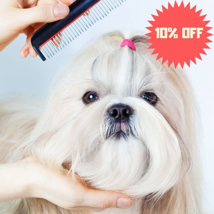 Why Do Dogs Cover Their Face