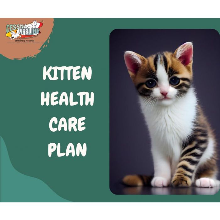 Kitten health sale care