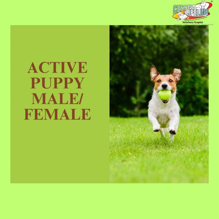 Puppy health shop care
