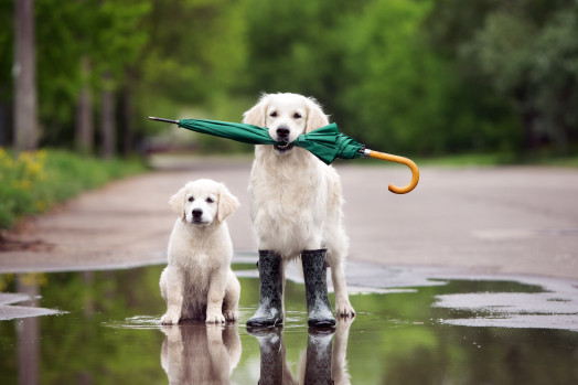 How to take care of your Dog when it is raining