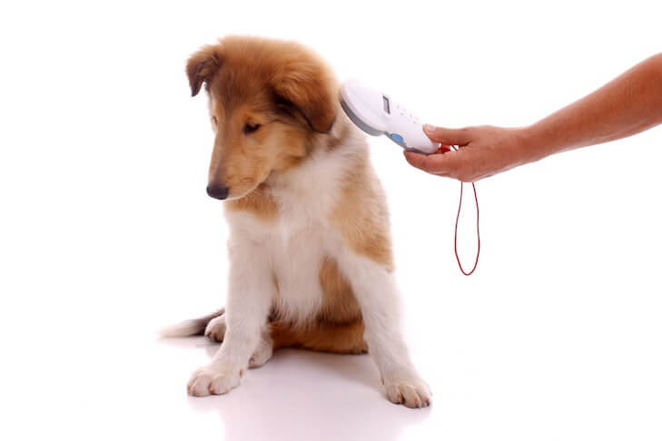 EVERYTHING YOU NEED TO KNOW ABOUT MICROCHIPPING YOUR PET
