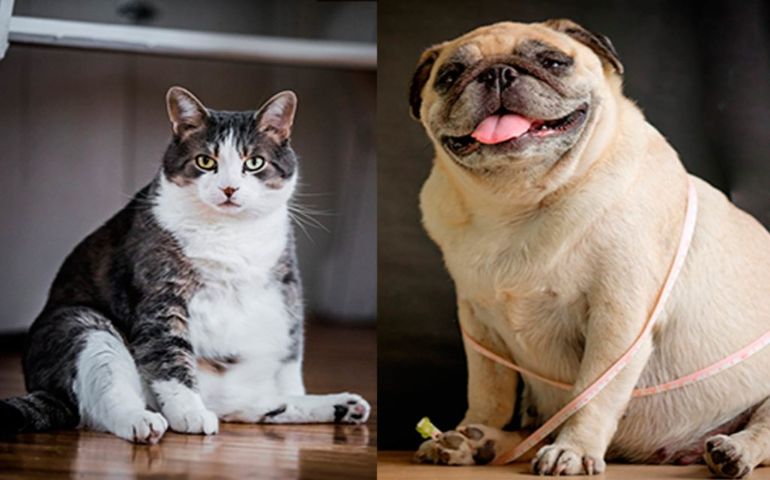 Understanding the health risks of Obesity in Pets