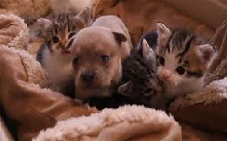 Care and Feeding of Orphaned Puppies and Kittens