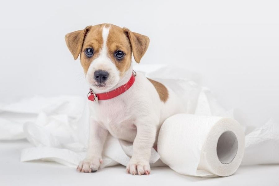 Potty Train Your Puppy