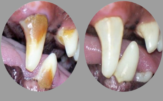 Why do Dogs/Cats need Dental Scaling ?