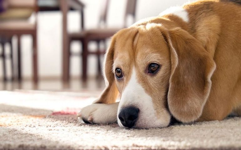 Common Signs your Dog is in Pain