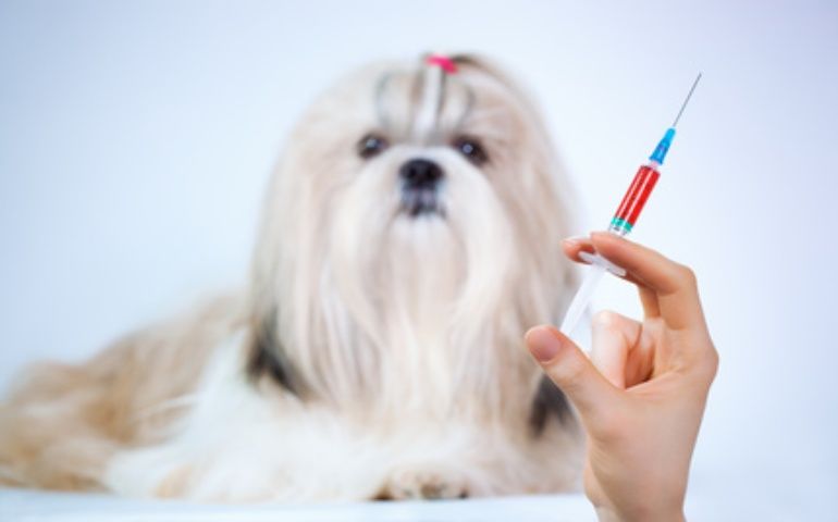 The Importance of Dog Vaccinations