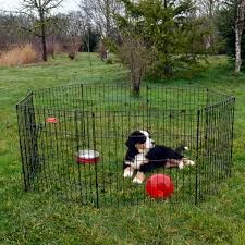 PUPPY PEN - By Mr. OmPrakash, Sales & Billing, Cessna Lifeline Veterinary Hospital 