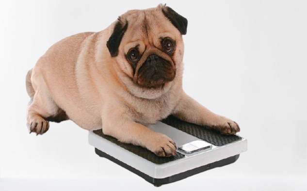 A Weight Management Treatment Plan for Your Pet